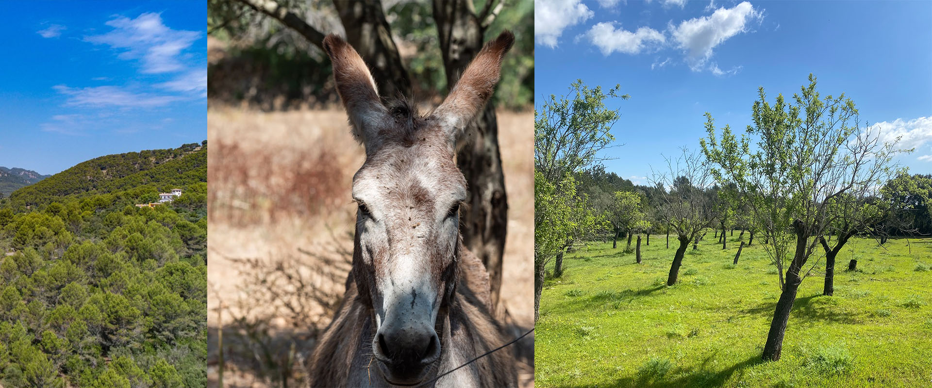 Establiments, living in the countryside near Palma