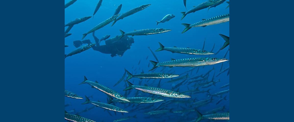 Las mejores zonas para bucear en la isla